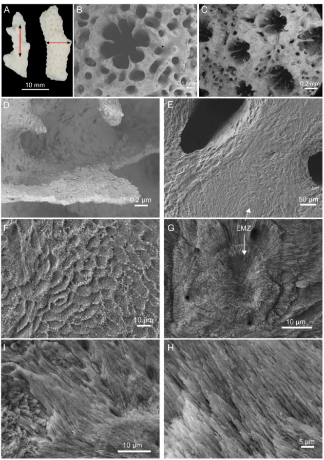 Figure 1. Skeleton morphology and microstructure. (A) Skeletal fragments after treatment in NaOCl (5%, vol/vol) for 72 h prior to longitudinal and transversal cuts