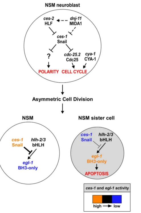 Figure 6. ces-1 Snail represents a functional link between cell cycle progression, cell polarity and apoptosis in the NSM lineage.