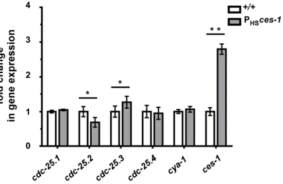 Figure 4. cdc-25.2 expression is down-regulated by ces-1 over-expression. Transgenic animals carrying an extra-chromosomal array of ces-1 heat-shock plasmids and coinjection marker were used as the sample group (P HS ces-1), while transgenic animals carryi