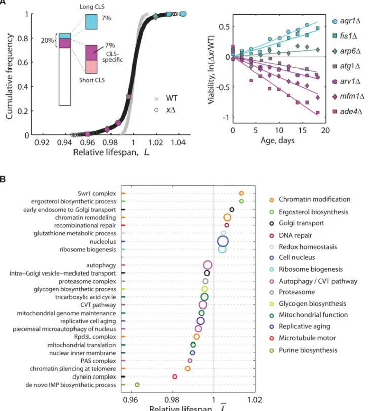 Figure 2. High-resolution genome-wide screening of yeast CLS. (A) Cumulative frequencies of the relative lifespan of most viable knockout strains (black circles, n = 3,878) and replicates of the WT (gray crosses, n = 414)
