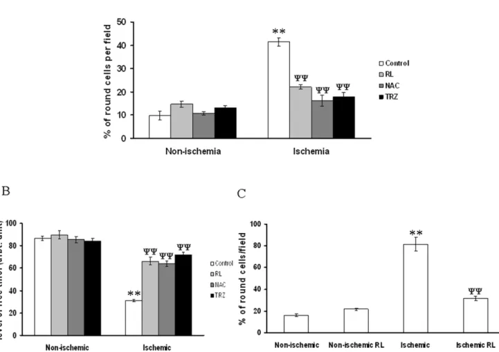 Figure 12. RL driven recovery of ischemia treated EC activity. (A) Number of round cells per field were counted from the bright field images.