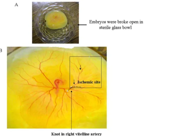 Figure 1. Creating partial ischemia in chick embryo vascular bed using ligation model