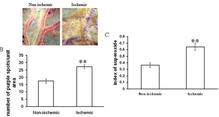 Figure 3. Effect of ischemia on superoxide generation in vitelline vascular tissue. (A) Vessels were probed with NBT for 1 h
