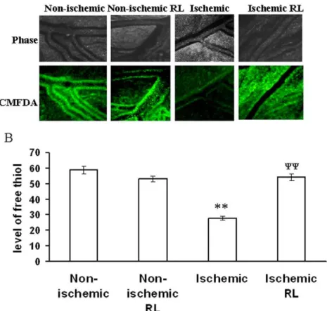 Figure 9. HIF-1 a expression level in ischemic vitelline vascular tissue. (A) A time dependent HIF-1a expression in the ischemic tissues were quantified using quantitative RT-PCR technique