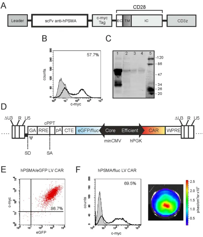 Figure 1. CAR development and validation. (A) Anti-hPSMA CAR map. EC: extracellular domain; TM: transmembrane domain; IC: intracellular domain