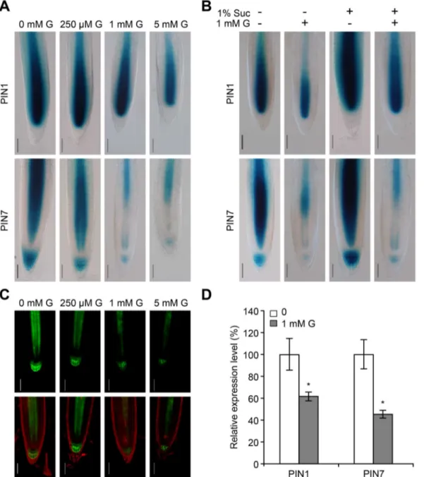 Figure 8. Auxin transport-related genes were analyzed by GUS staining, confocal microscopy and qRT-PCR