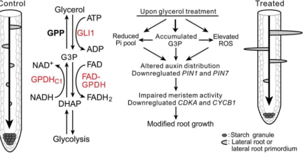 Figure 11. A model illustrating glycerol-triggered modulation of root development. The diagram shows the different root patterns in the absence (left) or the presence (right) of glycerol