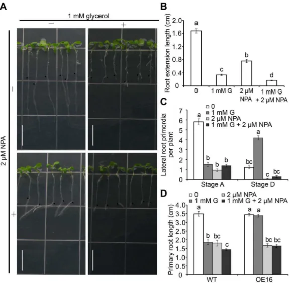 Figure 7. The effect of auxin transport inhibitor NPA on root development in Arabidopsis seedlings