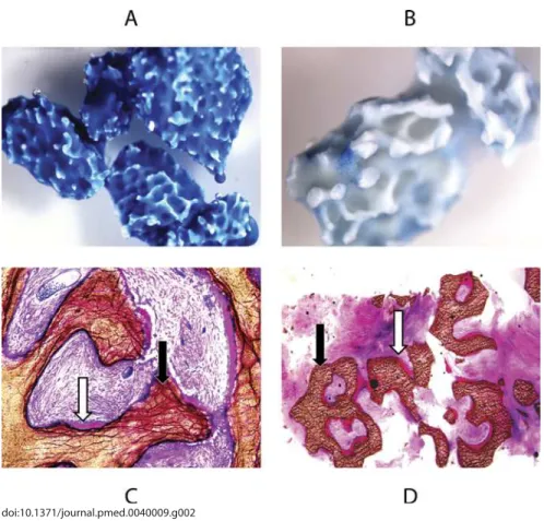 Figure 2. Samples and Histology of the Patient Shown in Figure 1