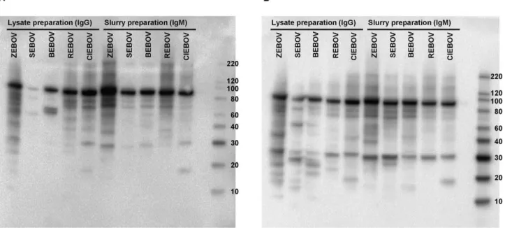 Figure 1. Western blots showing lysate and slurry antigen preparations for each EBOV species