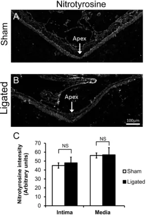 Figure 5. Superoxide increased in the media of the BT 5 days after ligation. 8-hydroxyguanosine, a marker of ROS, was detected by indirect immunofluorescence at the BT of rabbits that received: (A) sham surgery, (B) bilateral CCA ligation, and (C) ligation