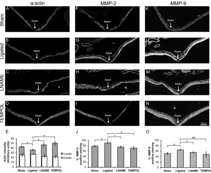 Figure 7. LNAME and TEMPOL restored a -actin and decreased MMPs at the BT of ligated animals