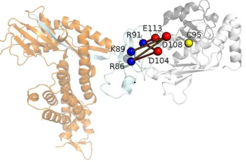 Table 2. Salt bridge interactions between Rbx1 and the acidic loop in the MD Ub-Cdc34-E3 simulations.
