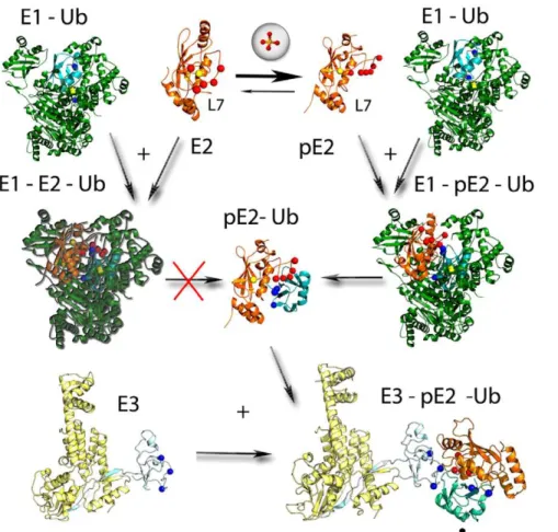 Figure 8. A model of the role of L7 in the different steps of the ubiquitination pathway in Cdc34-like enzymes