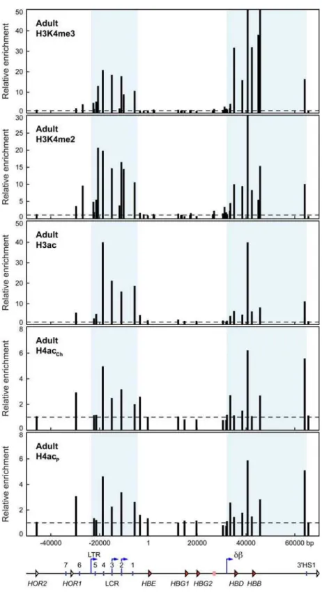 Figure 3. Histone modifications throughout the human b -globin locus in adult cells reflect intergenic transcription patterns