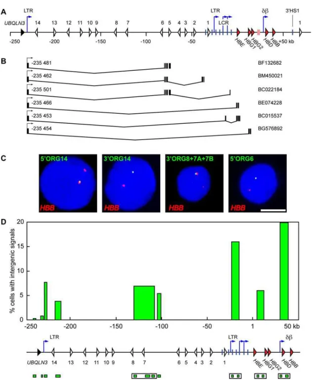 Figure 5. Non-coding transcripts originate 230 kb upstream of the b -globin locus. (A) A schematic representation of the human b-globin locus.