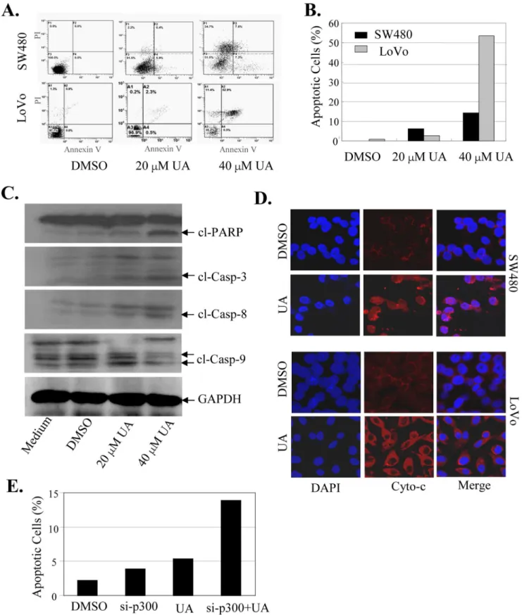 Figure 7. UA activated the cytochroem c/caspase-dependent pathway to induce apoptosis