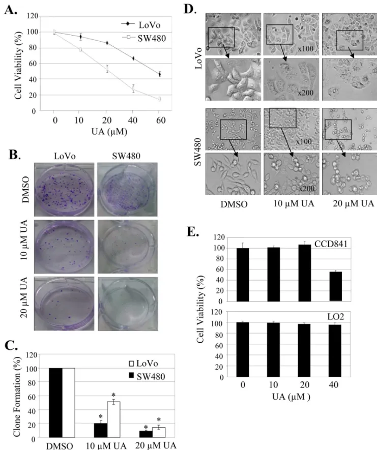 Figure 1. UA induced cell proliferation inhibition and morphology change. Human colon cancer cell line SW480 and LoVo and normal cell lines CCD841 and LO2 were treated with UA at the indicated doses