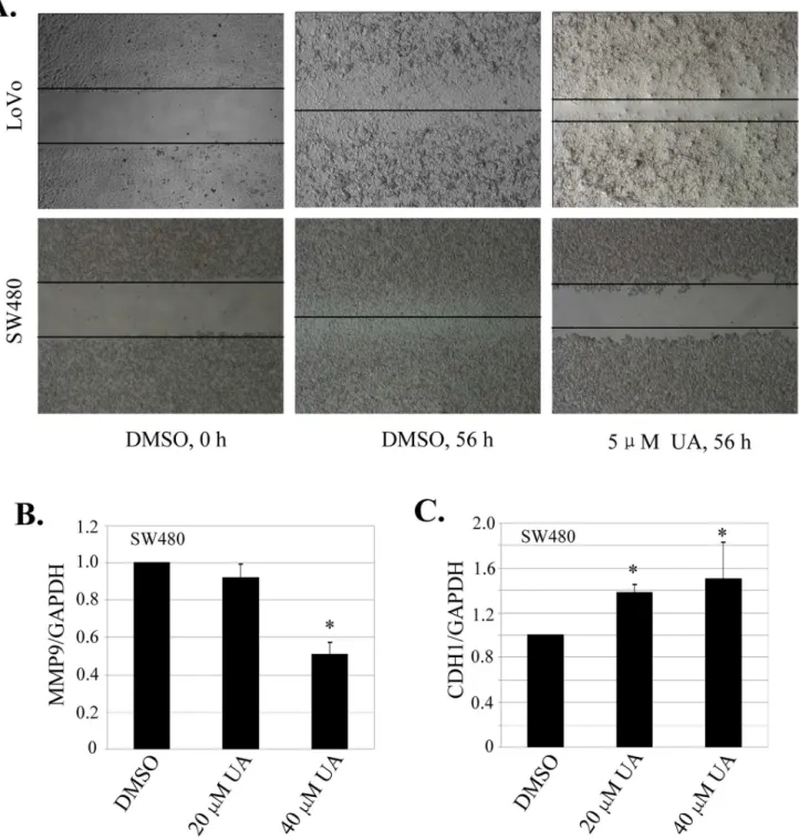 Figure 2. UA inhibited cell migration inhibition by regulating MMP9 and CDH1 expression