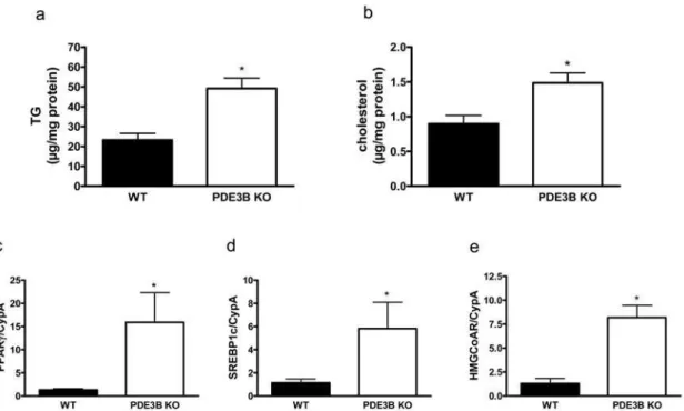 Figure 7. Triglyceride and cholesterol contents are increased in hepatocytes isolated from PDE3B KO mice