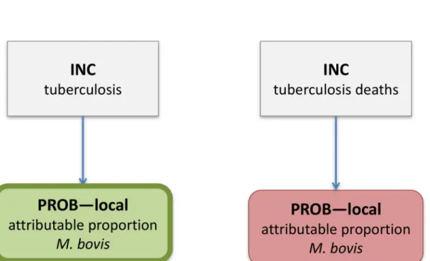 Fig 2. Computational disease model for Mycobacterium bovis. Rectangles define parent nodes, while rounded rectangles defined child nodes