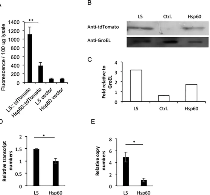 Fig 8. Comparison between L5-tdTomato and Hsp60-tdTomato M . bovis BCG strains in protein levels, transcript numbers and gene copies of tdTomato