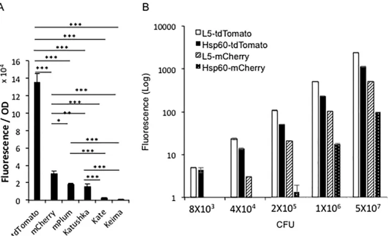 Fig 1. In vitro comparison of the brightness among different fluorescent protein-expressing mycobacterial strains