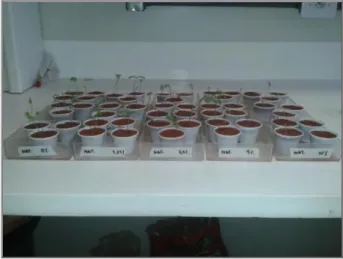 Figura  1-  Plântulas  de  Lactuca  sativa  em  solo  natural  com  extrato  vegetal  de  Lepidaploa  aurea  (10  repetições/  concentração  de  extrato)  em  laboratório