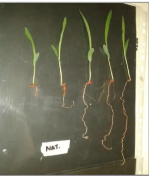 Figura 8- Sorghum bicolor cultivado em solo natural tratado com  extrato de folha de Lepidaploa aurea  nas concentrações de 10,00%, 5,00%, 2,50%, 1,25% e 0% (controle), respectivamente da esquerda para a  direita
