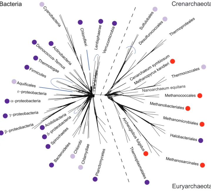 Figure 3. Phylogenetic distribution of direct C 1 pathways in Archaea and Bacteria. Dark purple dots indicate clades in which the complete gene complement for direct reductive synthesis of glycine and serine is found, light purple dots indicate clades wher