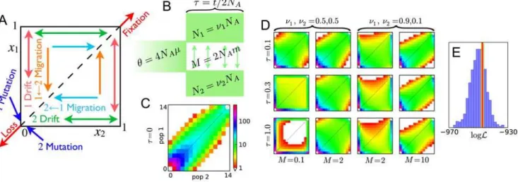 Figure 1. Frequency spectrum gallery. (A) Qualitative effects of modeled neutral genetic forces on w(x 1 ,x 2 ,t), the density of alleles at relative frequencies x 1 and x 2 in populations 1 and 2