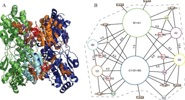 Figure 2A shows the rigid bodies and flexible segments identified for the tetrameric protein phosphofructokinase (PFK).