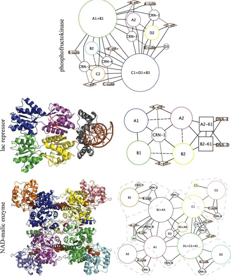 Figure 4. Global communication networks in three proteins. Global communication networks (GCNs) integrate tertiary (contact rearrangement) and quaternary networks