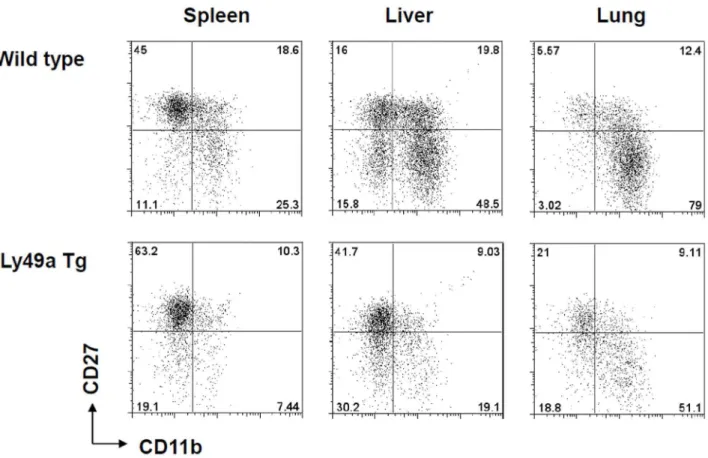 Figure 5. Organ-specific NK cell subset distribution in WT and Ly49A transgenic mice. Mononuclear cells were isolated from the spleens, livers and lungs of wild-type (upper row) and Ly49A transgenic mice (lower row) and analyzed by flow cytometry