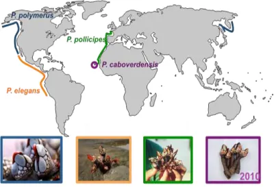 Figura 1 - Distribuição das espécies do género Pollicipes 