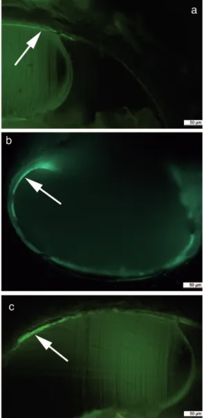 Fig. 11. Cross sections of Limacina helicina shells in the region of shell increment. (a) Dorso-lateral section (higher magnification of the right part of (c) showing a fluorescence band at the inner shell surface, arrow pointing at the thin inner fluoresc