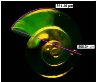 Fig. 5. Calcein stained shell of Limacina helicina showing shell increment during the experiment and measurement of increment length and diameter.
