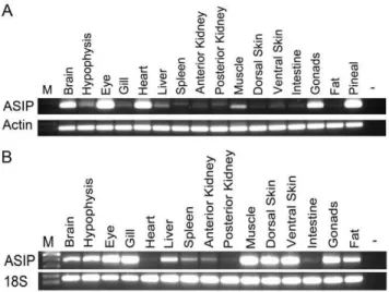 Figure 4. RT-PCR analysis of the tissue specific expression pattern of asip1. (A) Turbot and (B) sole.
