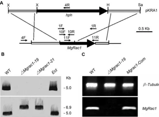 Figure 1. Construction and confirmation of the Mgrac1 deletion mutant. (A) Restriction map of the MgRac1 genomic region and deletion construct pKRA1