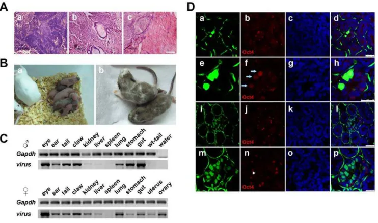 Table 1. Efficiency of making chimera mice from iPS cell lines.