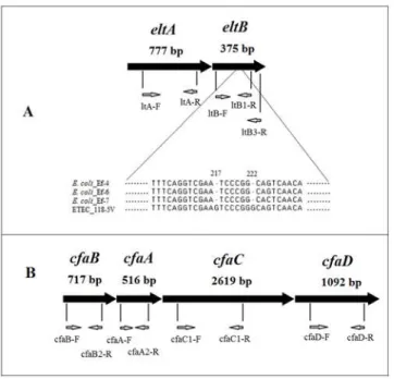 Fig 1. Primer arrangement on the genes. A — the eltA and the eltB genes; alignment of the eltB gene nucleotides from four E