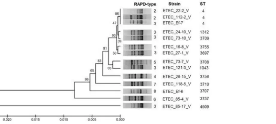 Fig 2. MLST phylogenetic tree of the 14 ETEC strains as reconstructed from the sequences of seven