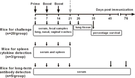 Figure 1. Immunization and sample collection scheme. Four groups of mice, each consisted of 28, were immunized with either PBS, recombinant HA alone, HA plus C48/80 (10 mg) or CT (0.1 mg)