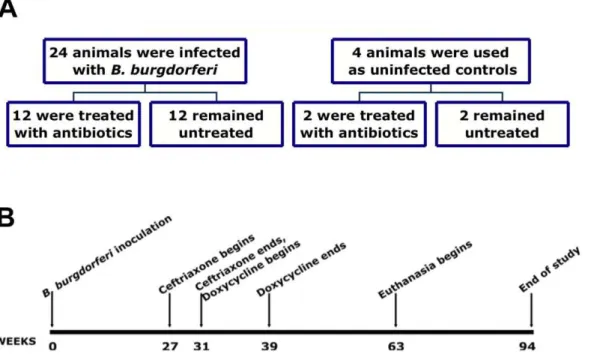 Figure 1. Experimental design for assessment of treatment efficacy in the late, disseminated phase of infection (Experiment 1)
