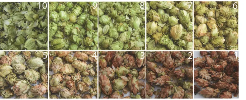 Fig 1. Cone color scale used for evaluation of color defects associated with powdery mildew.