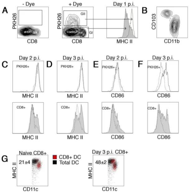 Figure 4. DC subset upregulation of MHC II during acute influenza infection. B6 mice were inoculated i.n