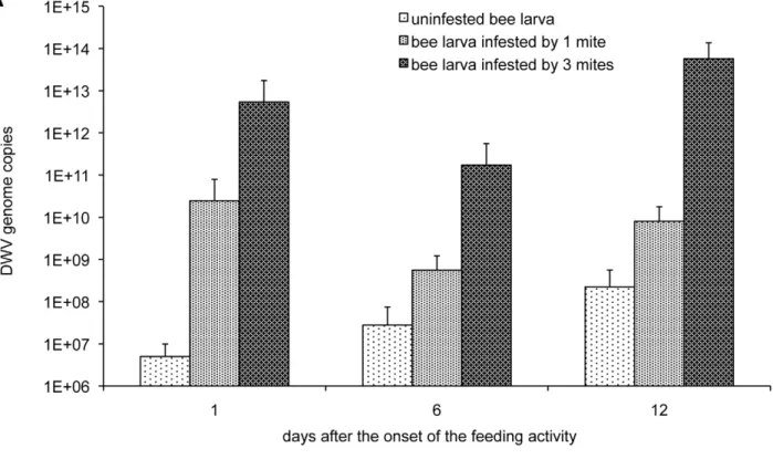 Figure 3. Varroa infestation and DWV genome copies in infested bees and the effect of viral load on bee survival