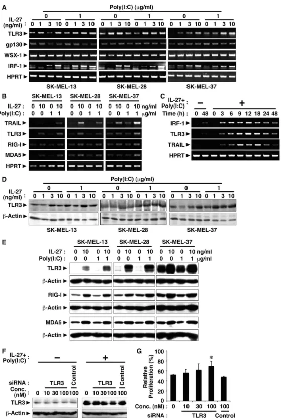 Figure 3. IL-27 enhances TLR3 expression in human melanomas, which could account for the cooperative effect between IL-27 and poly(I:C)