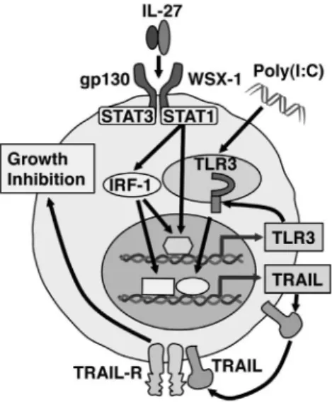 Figure 6. Hypothetical model of the pathway by which IL-27 and the combination of IL-27 and poly(I:C) induce TRAIL  up-regulation and inhibits tumor growth in human melanomas