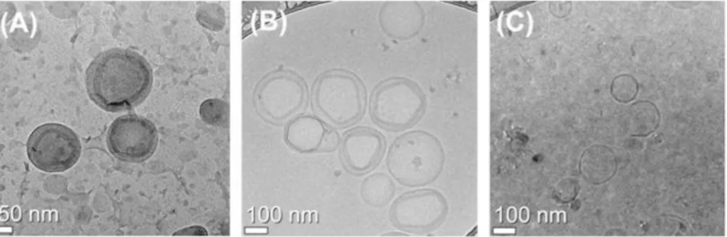 Figure 8. Cryo-TEM images of the liposome at (A) 25 u C, (B) 37 u C, and (C) 42 u C. Liposomes were composed of the formulation DPPC:DSPE- DPPC:DSPE-PEG:cholesterol:SA-V3 = 55:2:15:0.41 and heat-treated for 5 min at indicated temperature in advance and fol